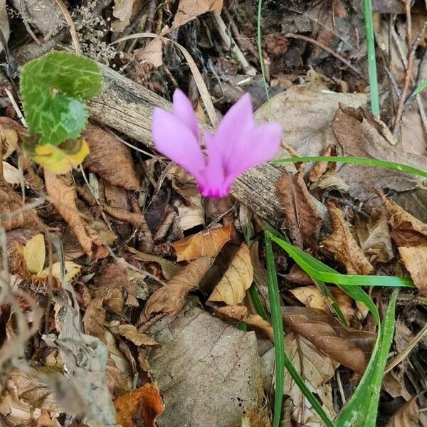 Cyclamen purpurascens Žiedas