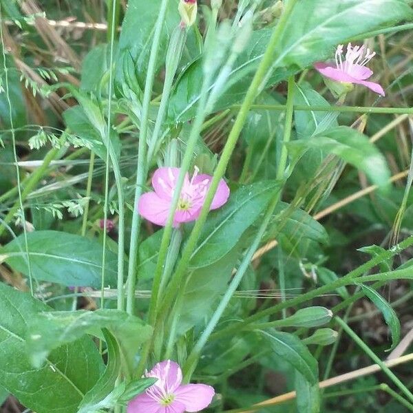 Oenothera rosea Floare