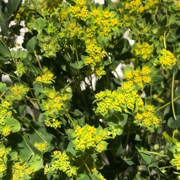 Bupleurum rotundifolium ᱵᱟᱦᱟ