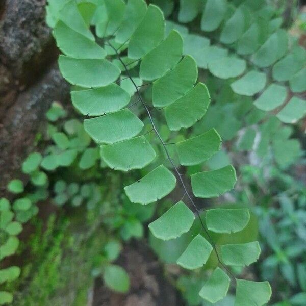 Adiantum philippense Folha