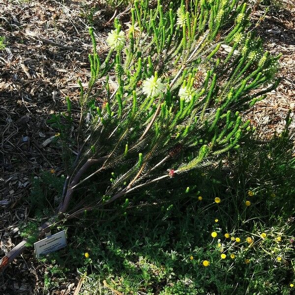 Erica verticillata Habit