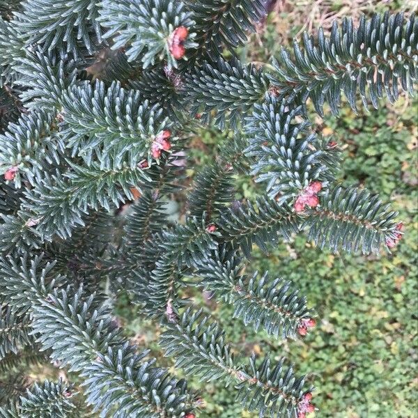 Abies pinsapo 葉