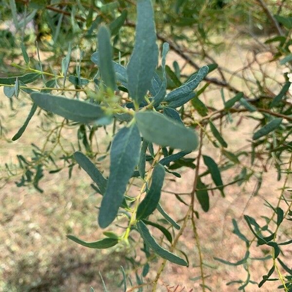 Eucalyptus parvula Blad