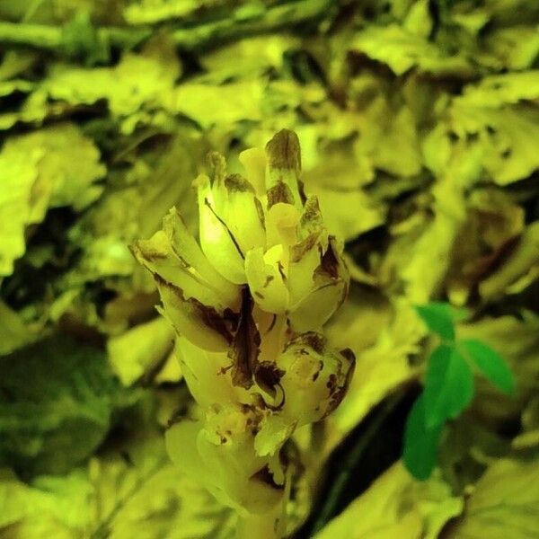 Monotropa hypopitys Fleur