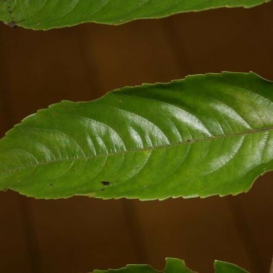 Banara guianensis Levél