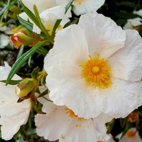 Cistus monspeliensis Flower