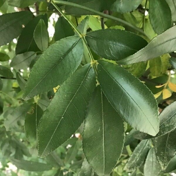 Rosa banksiae Leaf