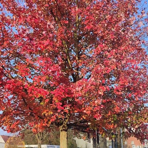 Acer rubrum Habit