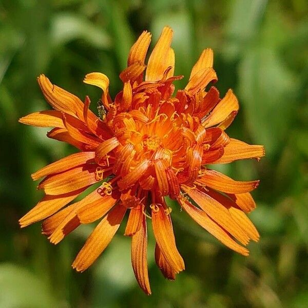 Crepis aurea Květ