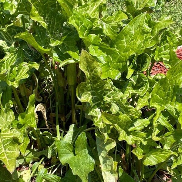 Arum italicum Blatt