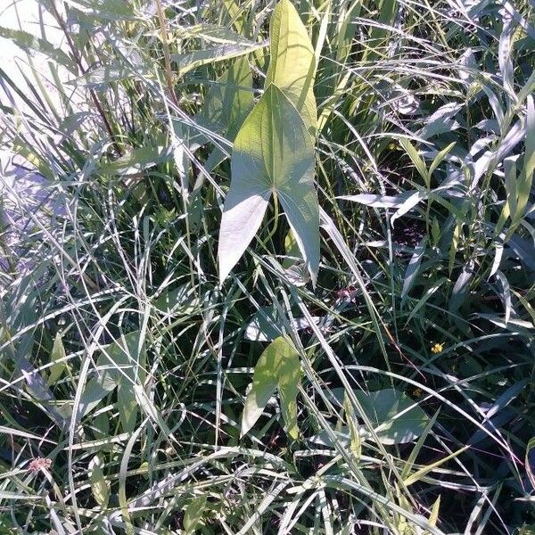 Peltandra virginica Leaf