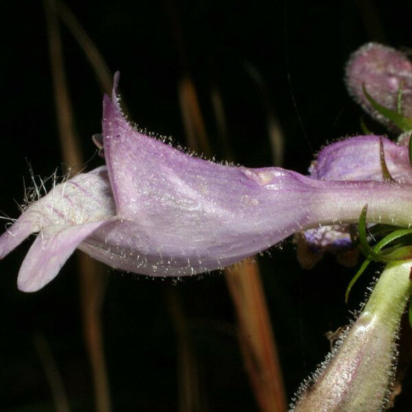 Penstemon calycosus फूल