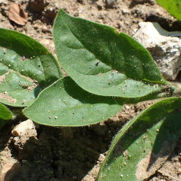 Petunia integrifolia Leaf