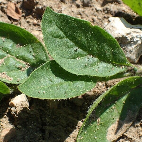 Petunia integrifolia 葉