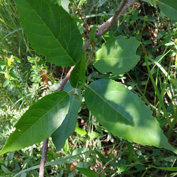 Maesa lanceolata Folha