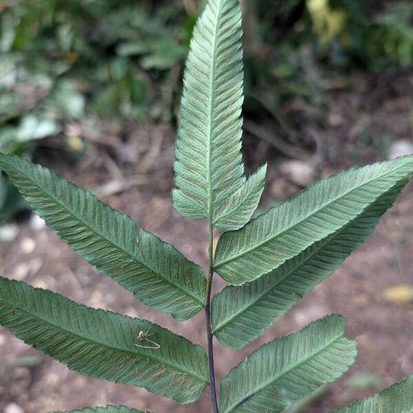 Diplazium sammatii Fruit