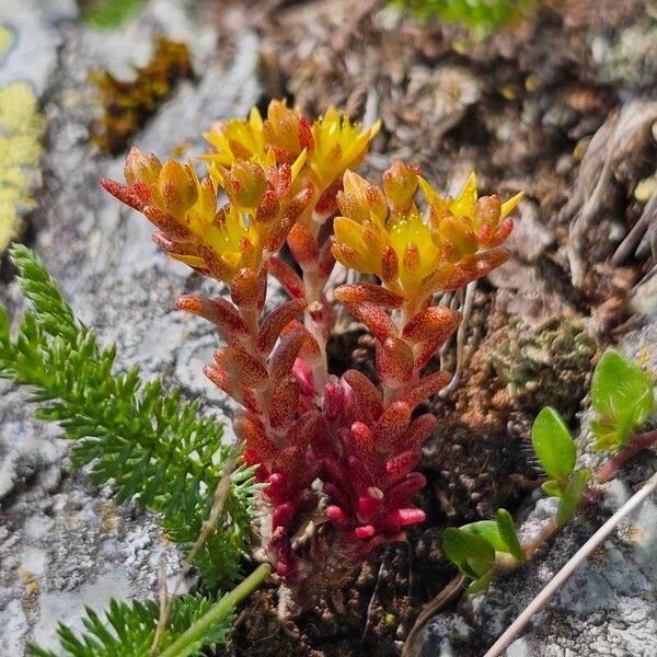 Sedum annuum Levél