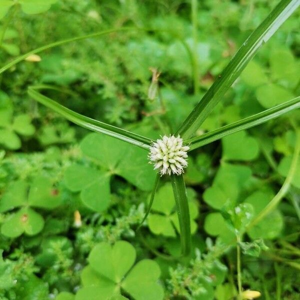 Cyperus sesquiflorus 花