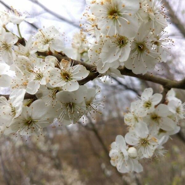 Prunus spinosa 花