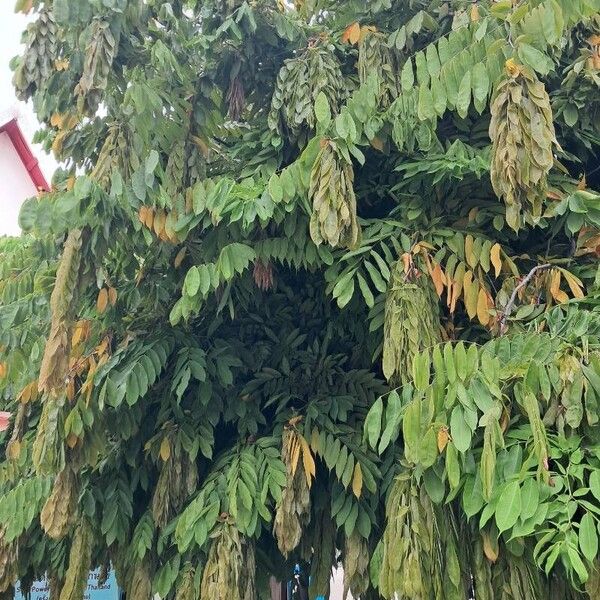 Brownea grandiceps Leaf