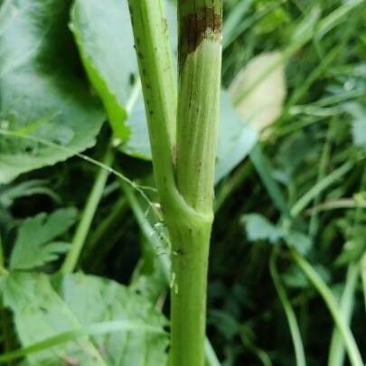 Rumex obtusifolius Φλοιός