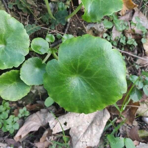 Umbilicus rupestris Foglia