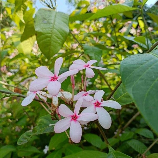 Kopsia fruticosa Flower