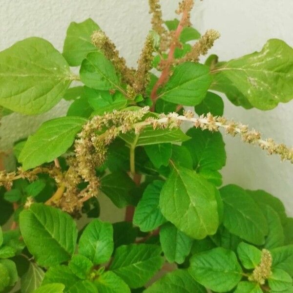 Amaranthus blitum পাতা