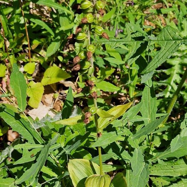 Epipactis helleborine Hábito