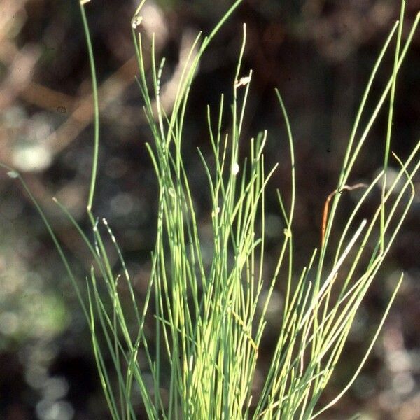 Isolepis setacea Habitat