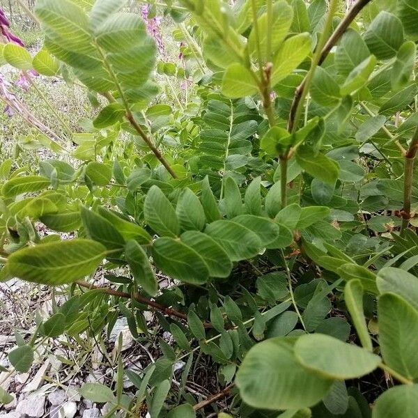 Hedysarum hedysaroides Leaf