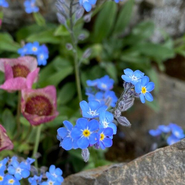 Myosotis alpestris Λουλούδι