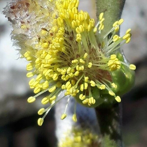 Salix daphnoides 花