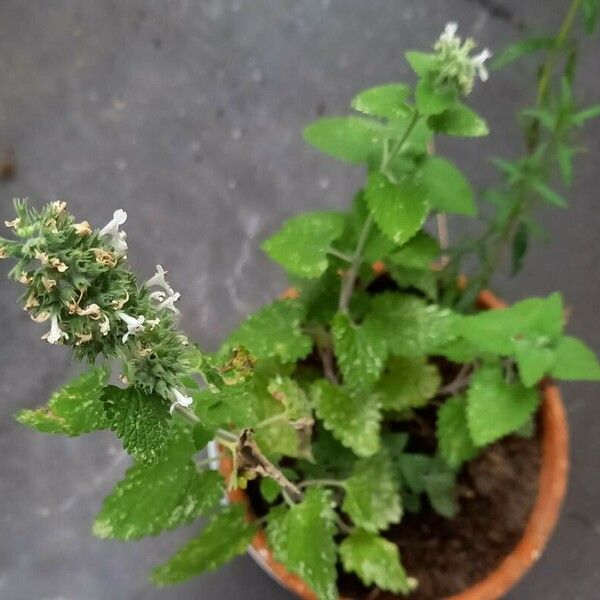 Nepeta cataria Celota