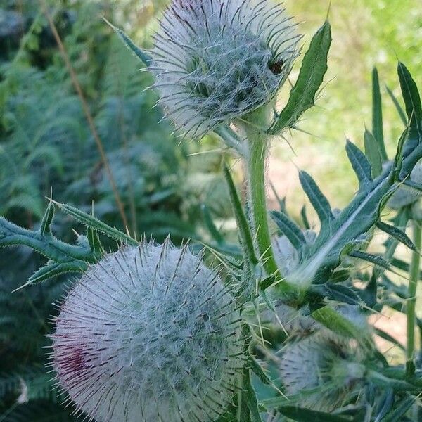 Cirsium eriophorum പുഷ്പം