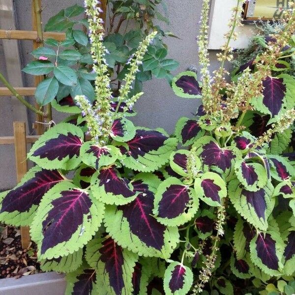 Plectranthus scutellarioides Blatt