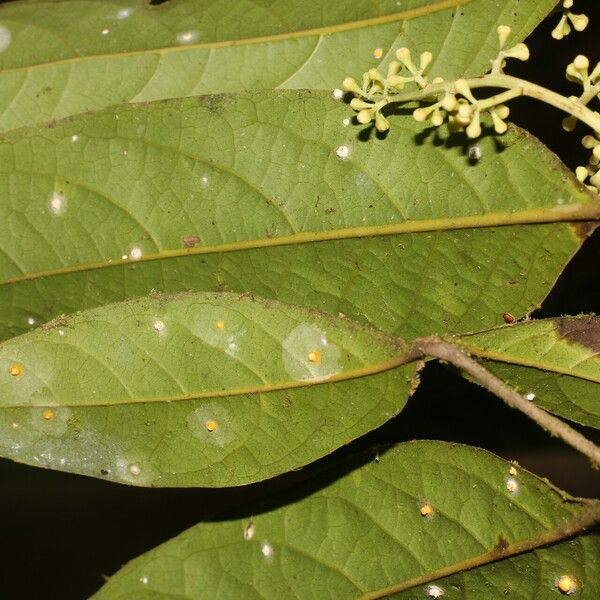 Ocotea leucoxylon ᱥᱟᱠᱟᱢ