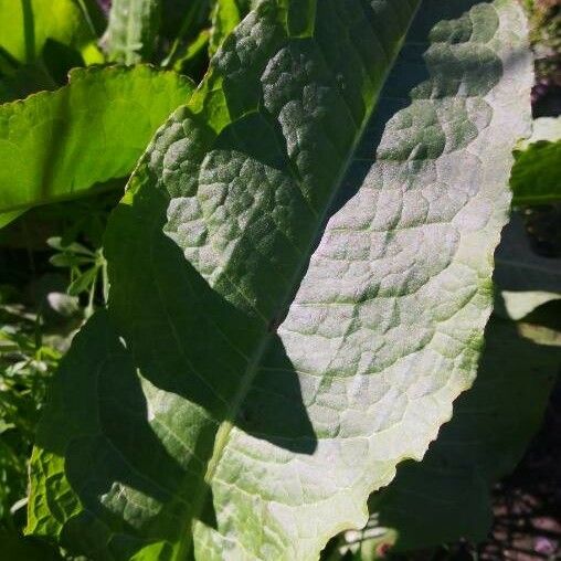 Rumex patientia Folha