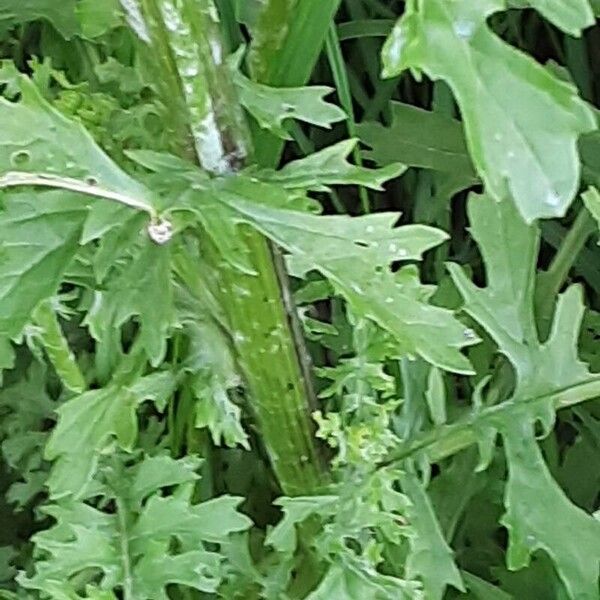 Senecio sylvaticus Rinde