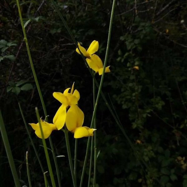 Spartium junceum Blomma