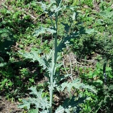 Argemone subfusiformis Habit