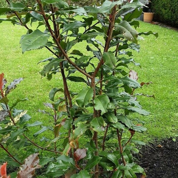 Photinia serratifolia Habitus