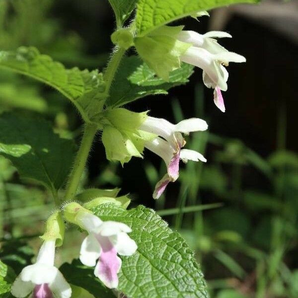 Melittis melissophyllum Květ