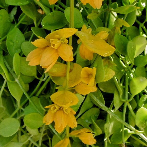 Cassia fistula Blomst