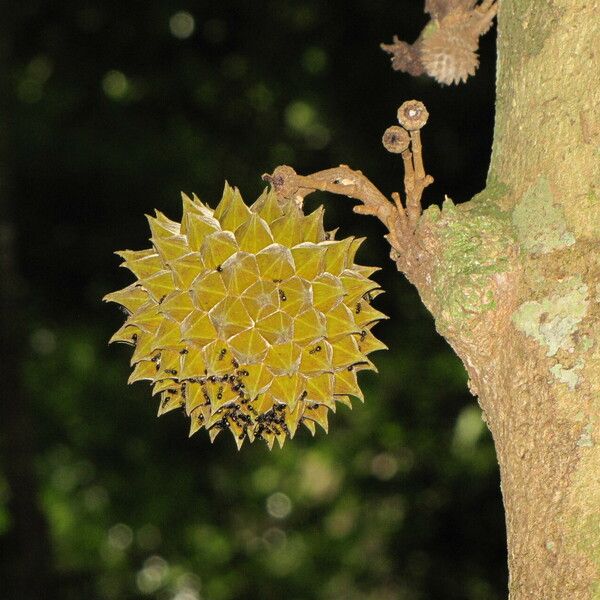 Duguetia cauliflora Fruit