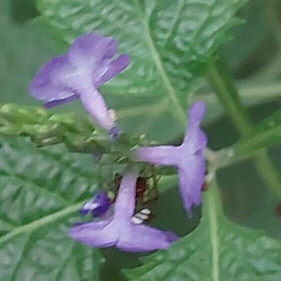 Stachytarpheta jamaicensis Flower