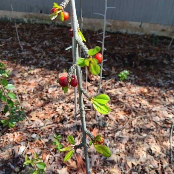 Ilex decidua Fruit