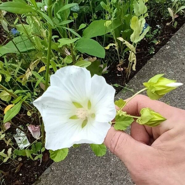 Malope trifida Flower