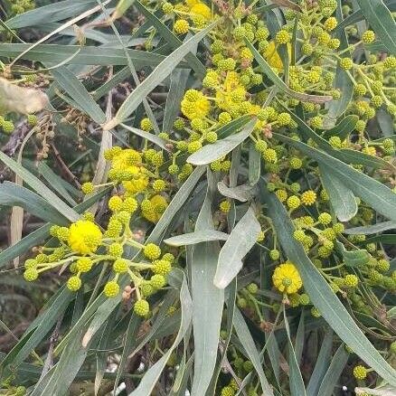 Acacia retinodes Квітка