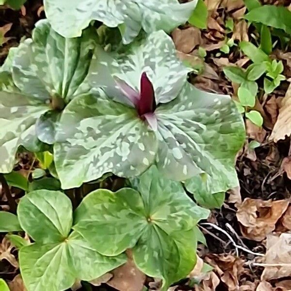 Trillium kurabayashii Flower